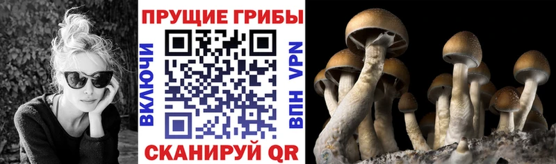 наркота  Балей  Галлюциногенные грибы Psilocybe 